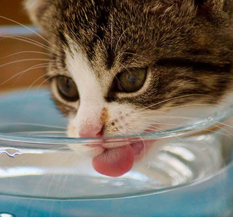 Katze Trinkt Sehr Viel Und Ist Dünn Katze trinkt viel: Gründe dafür | Perfect Fit™ DE