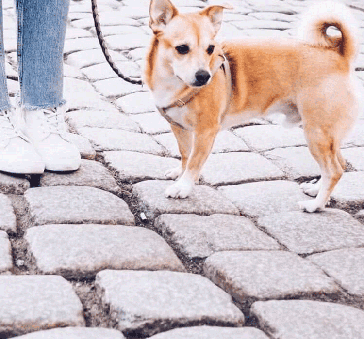 Hunde in der Stadt | Perfect Fit