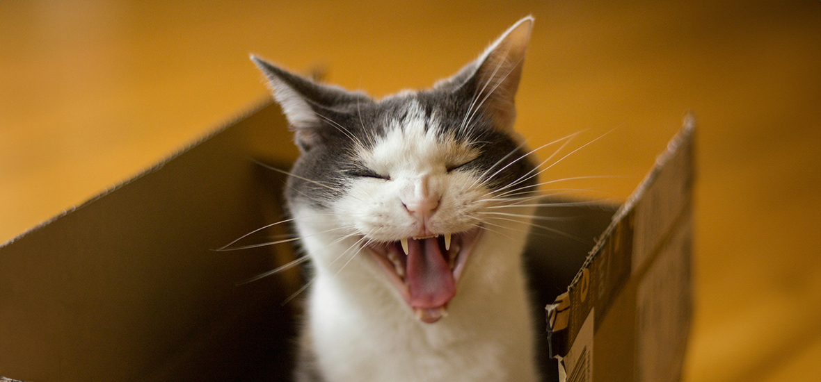 Warum deine Katze miaut Tipps für Besitzer PERFECT FIT™
