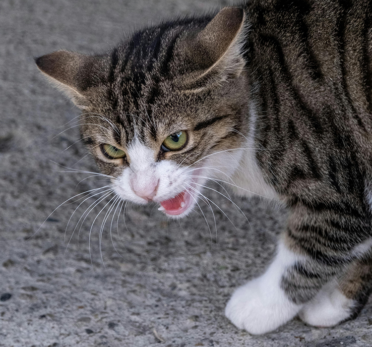 Katze faucht Katzenverhalten verstehen Perfect Fit™ DE
