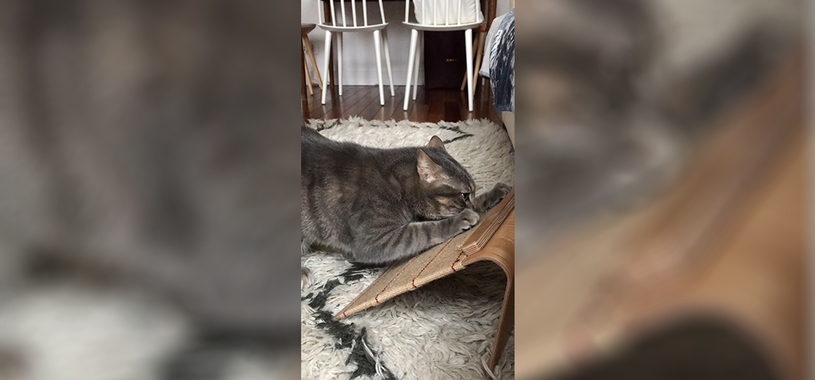 Fabriquer Un Griffoir Indestructible Pour Votre Chat Perfect Fit