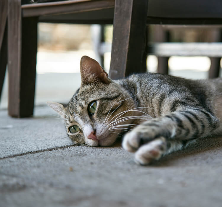 Dépression du chat signes et solutions Perfect Fit™ FR — free download