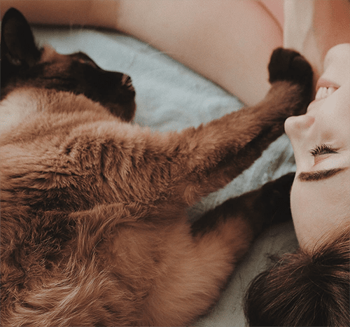 Jak przygotować się do adopcji kota?