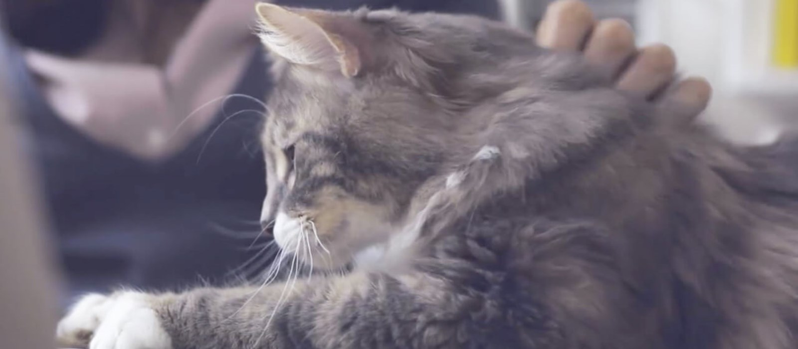 How to make my cat come to me when called? PERFECT FIT™