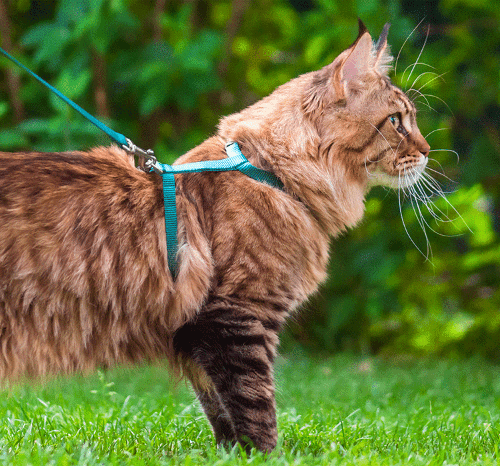 Cat Care Advice PERFECT FIT™
