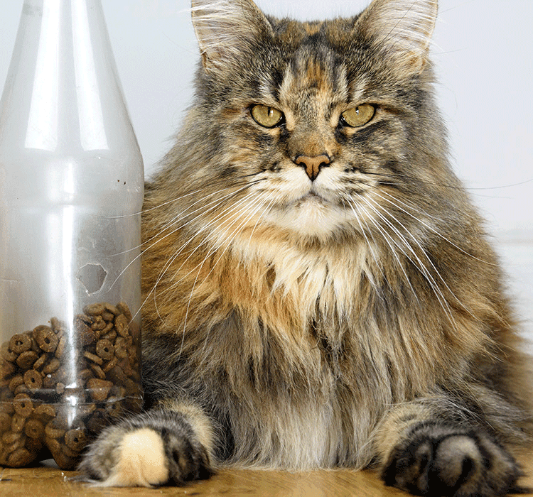 Encourage your Cat to Play When You’re Away PERFECT FIT™