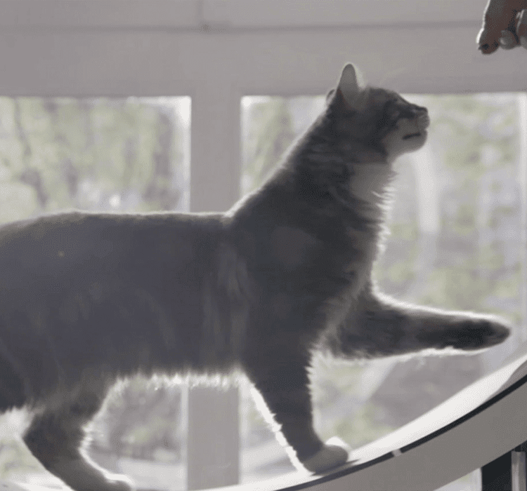 How to stimulate your cat indoors and keep it happy? PERFECT FIT™