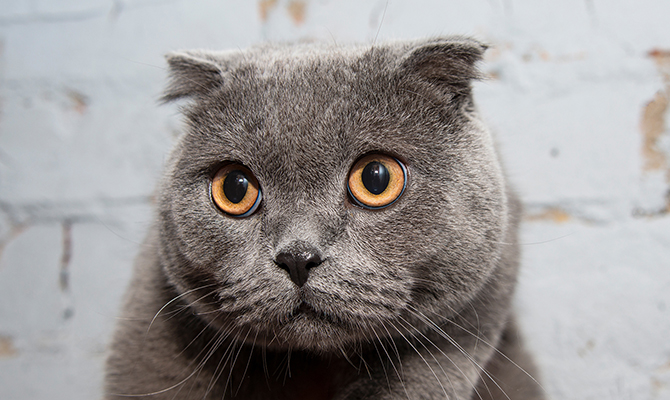 Arti Mata Kucing - Memahami Mata Kucing | Sheba® Indonesia