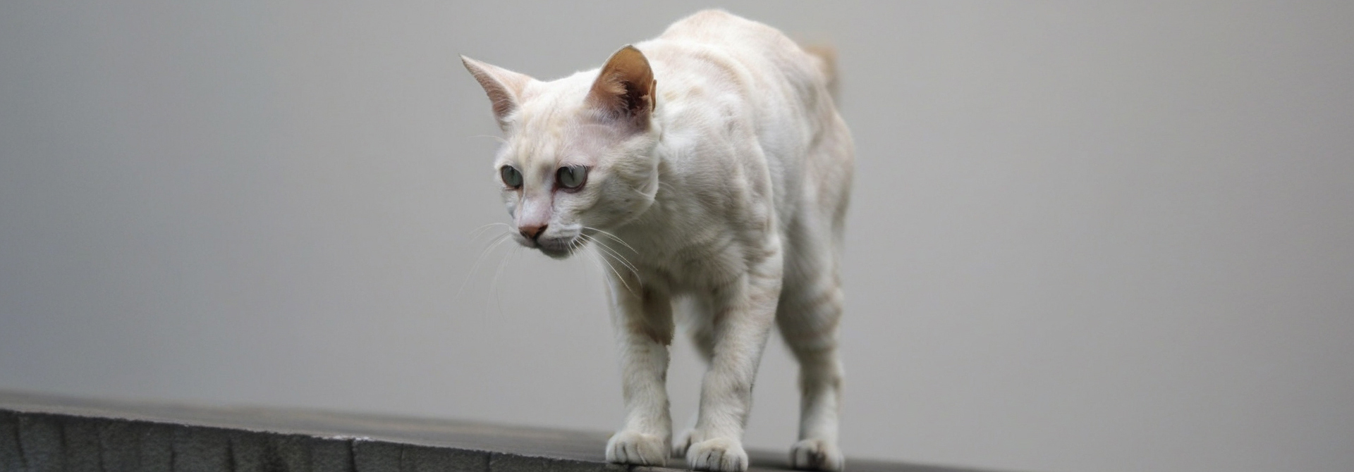 Alasan Kenapa Kucing Tidak Mau Makan | Sheba® Indonesia