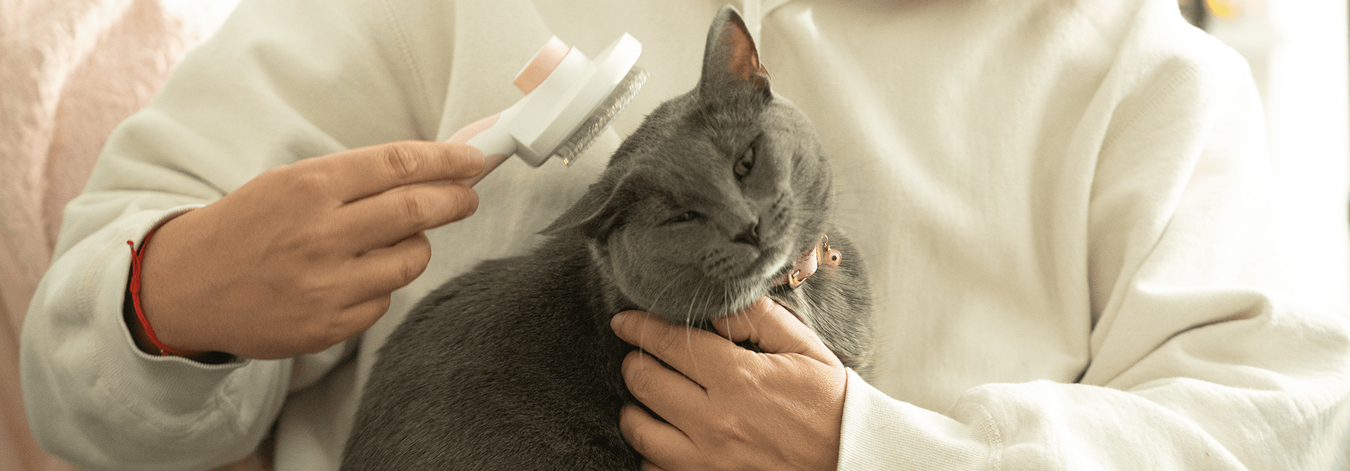 Caring For Cat Fur Cat Grooming & Cat Fur Care Sheba® Malaysia