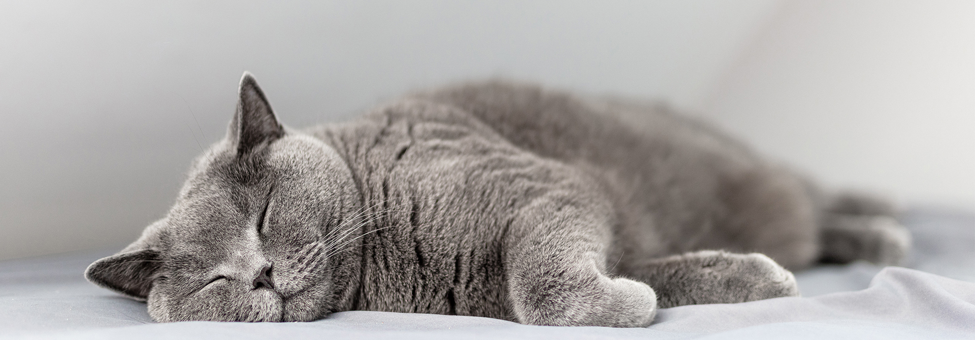 Benefits of Sleeping With Your Cat Sheba® Philippines