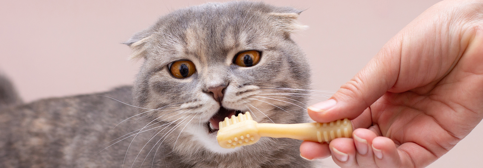 Cat Teeth Care Learn How To Brush Cats Teeth Sheba® Philippines
