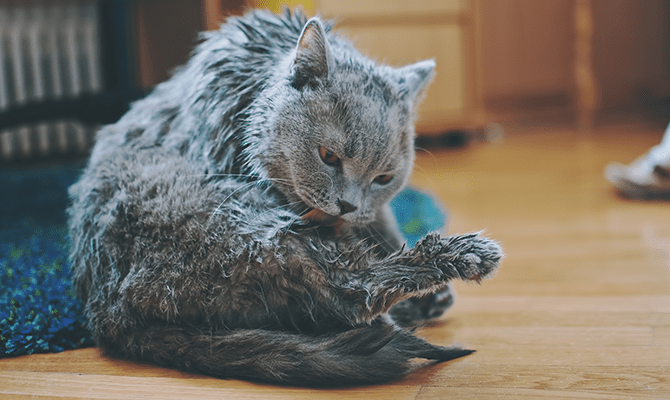 เรียนรู้ปัญหาโรคผิวหนังแมวที่พบบ่อย พร้อมวิธีดูแลรักษา