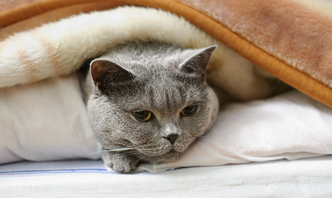 วิธีรับมือเมื่อแมวอ้วก