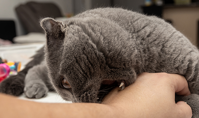 วิธีป้องกันไม่ให้แมวกัด