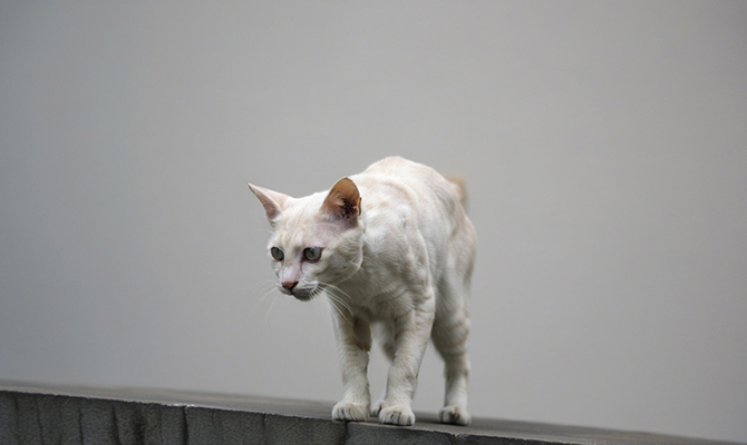 ทำไมแมวถึงกินอาหารน้อยลง