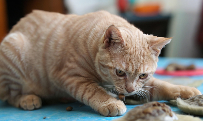Impact of Fleas on Cats