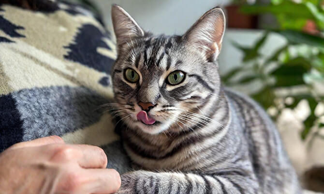 ทำความเข้าใจว่าทำไมแมวถึงชอบเลีย