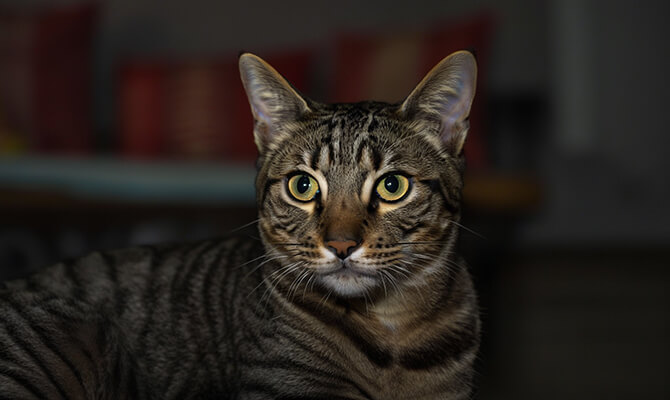 การมองเห็นของแมวในตอนกลางคืน