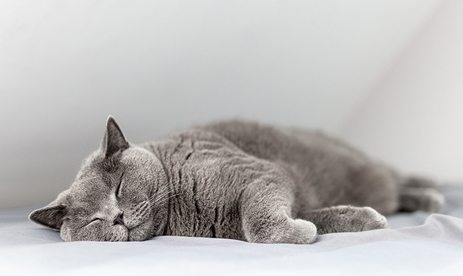 รวมทุกเรื่องเกี่ยวกับการนอนกับแมว