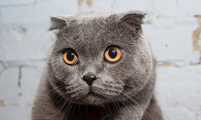 ความหมายของดวงตาแมวแบบต่างๆ