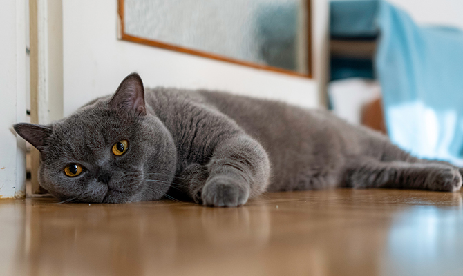 วิธีรักษาแมวท้องเสีย