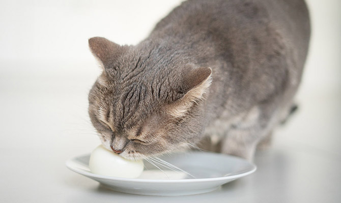 แมวกินไข่แดงได้ไหม?