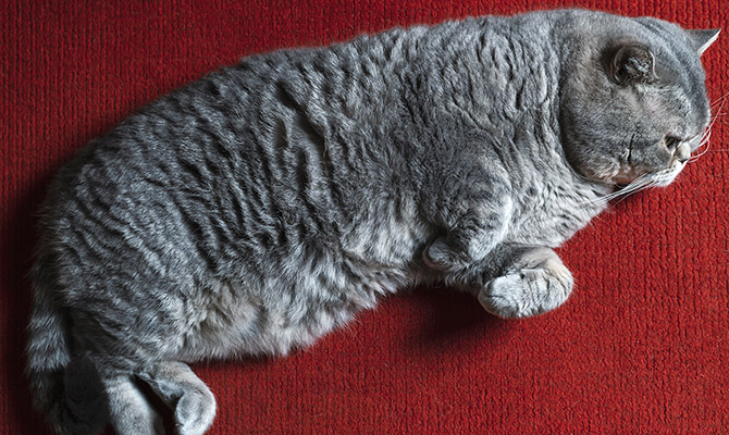 สัญญาณและอาการแมวท้อง