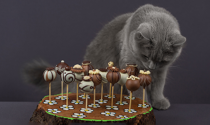 จะเกิดอะไรขึ้นหากแมวกินช็อกโกแลต