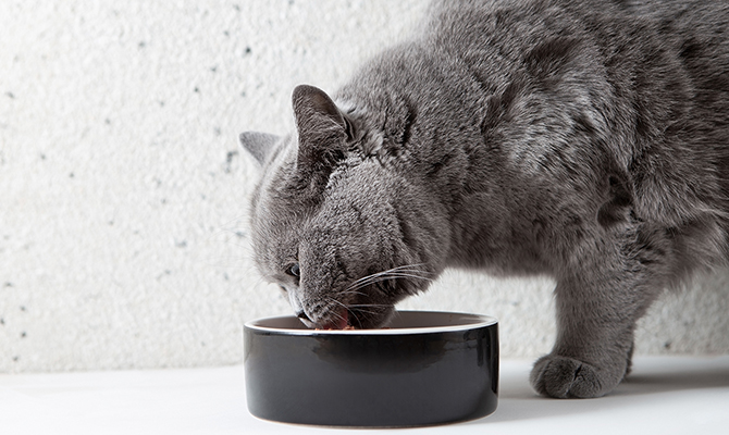 แมวควรกินอาหารวันละกี่มื้อ?