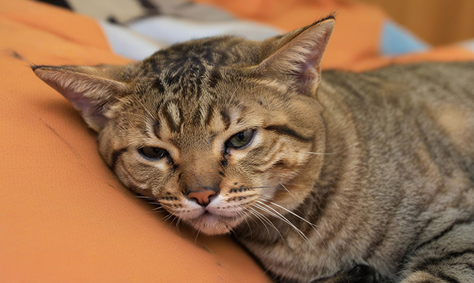 โรคกลากแมว