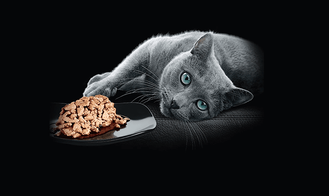 พฤติกรรมการกินของแมวเหมียว