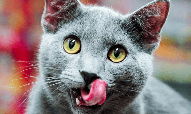 มัดรวมข้อดีของการให้อาหารเปียกแมว