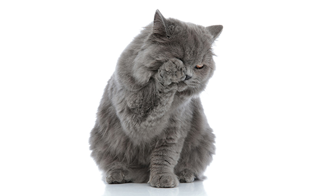 ตาแมวติดเชื้อ : สาเหตุและวิธีการรักษา