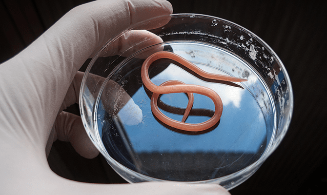 ชนิดของหนอนพยาธิที่พบบ่อยในแมวและการถ่ายพยาธิแมวอย่างถูกวิธี