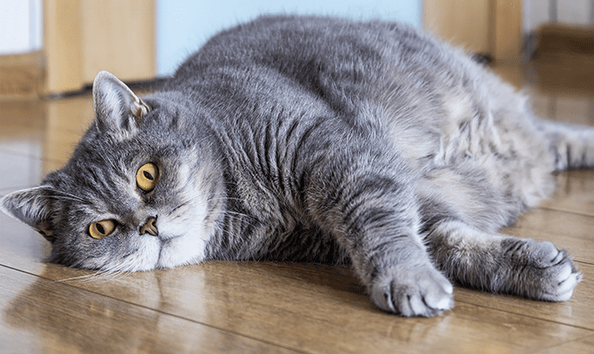 เคล็ดลับง่าย ๆ ช่วยแมวอ้วนลดน้ำหนัก