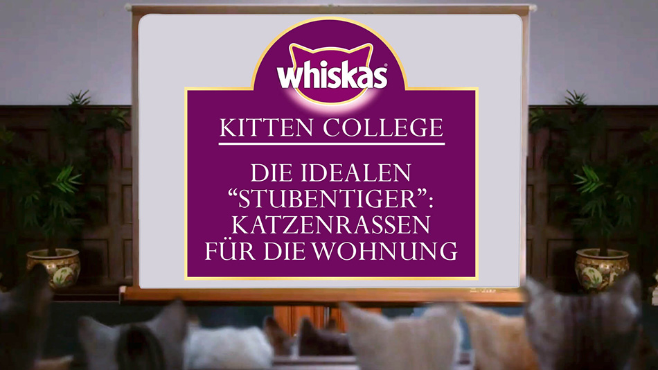 Die besten Katzenrassen für die Wohnung
