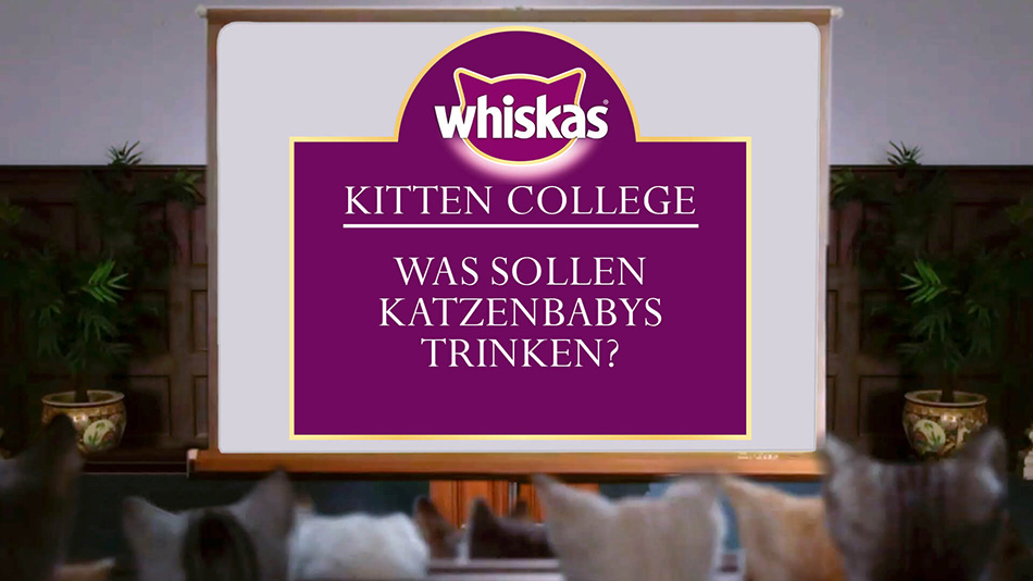 Dürfen Kitten Milch trinken?