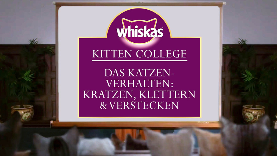 Kitten College