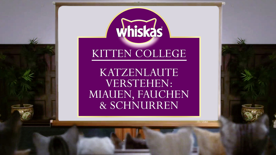Kitten College