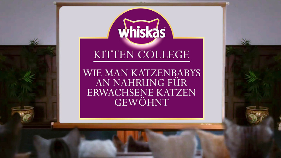 Kitten College