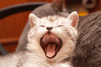 Kucing yang berisik