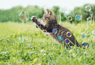 Indera anak kucing