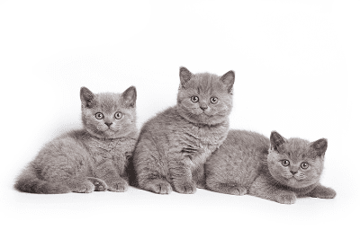 Tips Adopsi Anak Kucing