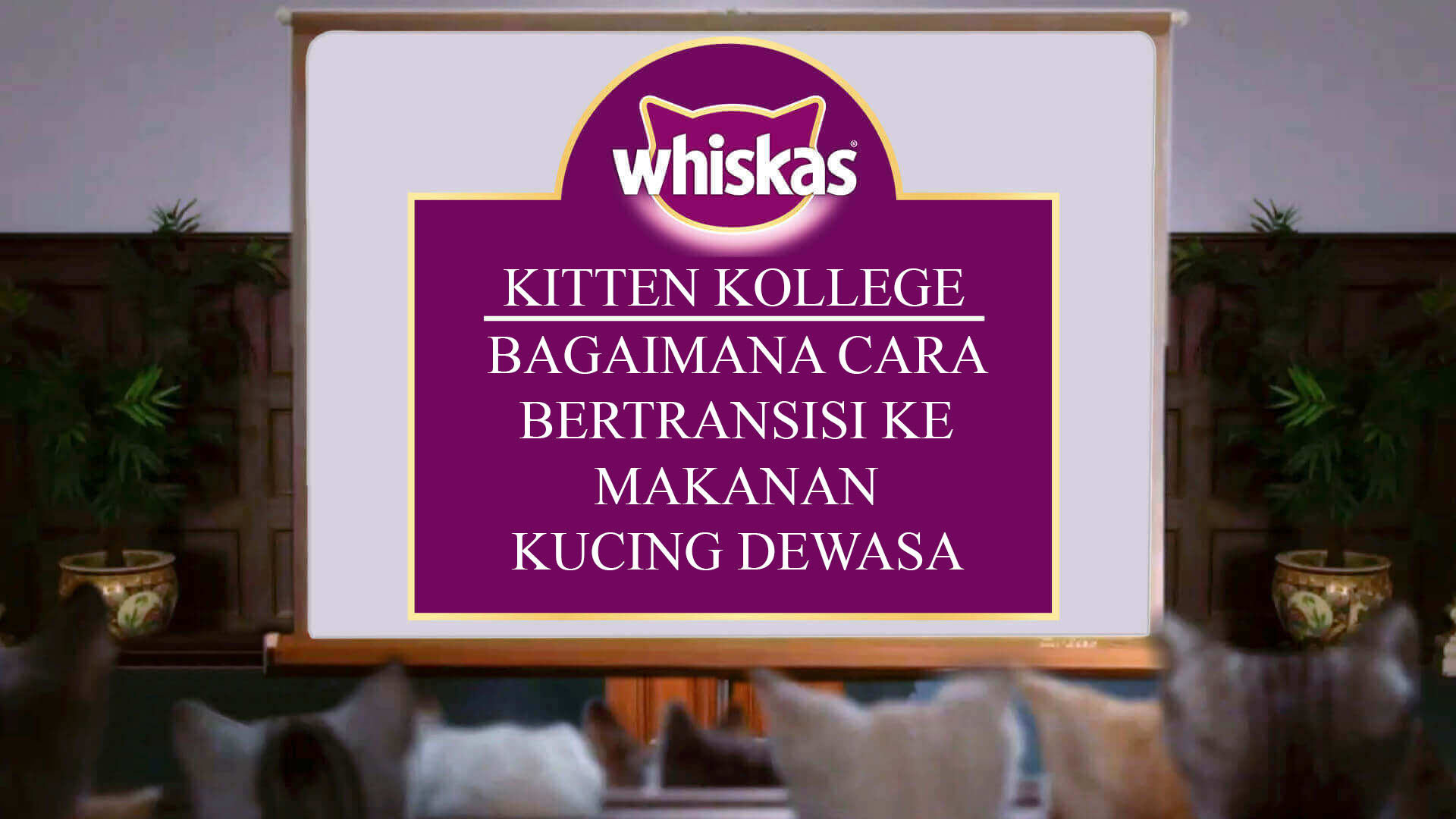 Beralih ke makanan anak kucing dewasa