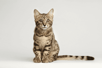 Bahasa Ekor Kucing