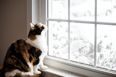 Tips Cara Merawat Kucing saat Anda Berpergian