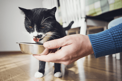 Nutrisi Untuk Kucing Dewasa