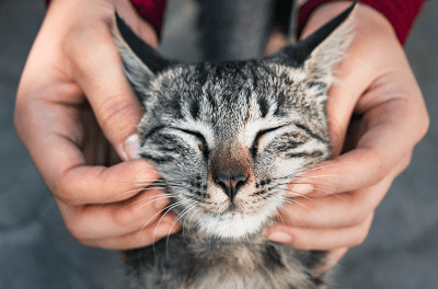 Bermain dengan Kucing Dewasa