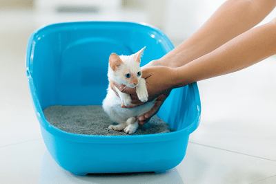 Latihan Menggunakan Toilet